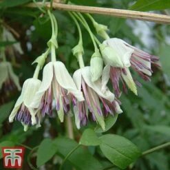 Winter Flowering Clematis Trio -Flourish Flora CLEM WKB4690 C