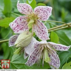 Winter Flowering Clematis Trio -Flourish Flora CLEM WKB4690 D