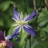 Clematis X Aromatica