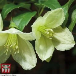 Clematis Cirrhosa 'Jingle Bells' -Flourish Flora CLEM t12555 B