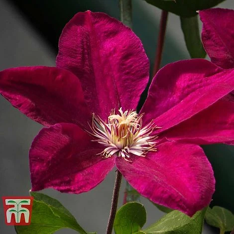 Clematis 'John Howells' 1 Clematis 'John Howells'