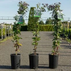 Clematis 'Fascination' -Flourish Flora CLEM FASCINATI S45215 NOW