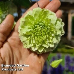 Clematis Florida 'Manju' 7 Clematis Florida 'Manju' -Flourish Flora CLEM MANJU S50981