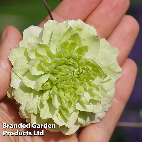 Clematis Florida 'Manju' 4 Clematis Florida 'Manju' - Image 4