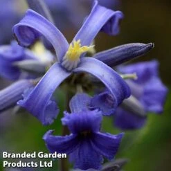 Clematis All Season Collection -Flourish Flora CLEM NEWLOVE S23273