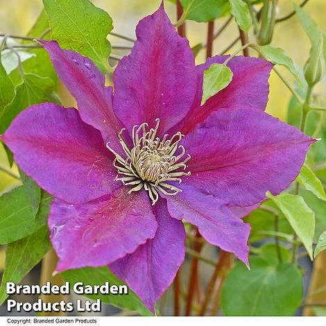 Clematis 'Gladys Picard' 1 Clematis 'Gladys Picard'