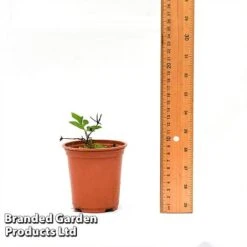 Clematis Florida 'Sieboldii' -Flourish Flora CLEM SIEBOL9CM T44180