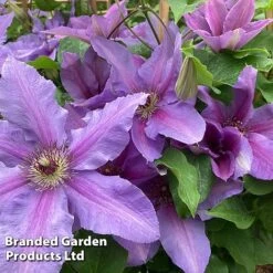 Clematis ‘Tumaini' (Evigsy151) -Flourish Flora CLEM TUMAINI S49870