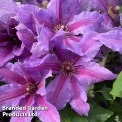 Clematis ‘Tumaini' (Evigsy151) -Flourish Flora CLEM TUMAINI S49873