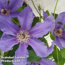 Clematis ‘Tumaini' (Evigsy151) -Flourish Flora CLEM TUMAINI S49874