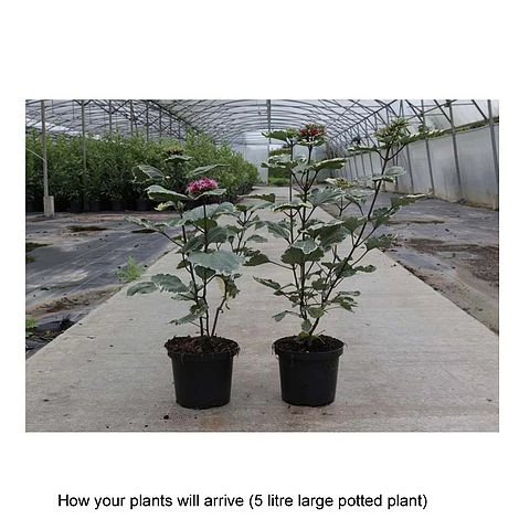 Clerodendrum Bungei 'Pink Diamond' 2 Clerodendrum Bungei 'Pink Diamond' - Image 2