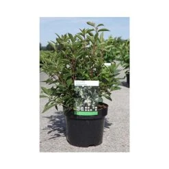 Clethra Barbinervis -Flourish Flora CLET T66162 A h