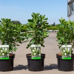 Front Page -Flourish Flora CLET ALNIFOLIA S45211 NOW1