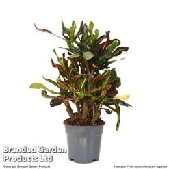 Codiaeum Variegatum 'Mammi' -Flourish Flora CODI MAMMI17CM T50494