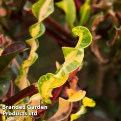 Codiaeum Variegatum 'Mammi' -Flourish Flora CODI MAMMI KF1283 A