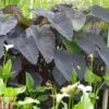 Colocasia Esculenta 'Black Magic'