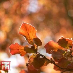 Copper Beech (Hedging) -Flourish Flora COPP t70276 B