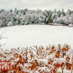 Copper Beech (Hedging) -Flourish Flora COPP t70276 C