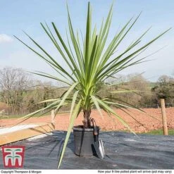 Cordyline Australis -Flourish Flora CORD KB3924 L