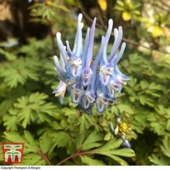 Corydalis Flexuosa 'Purple Leaf'