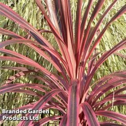 Cordyline 'Southern Splendour' -Flourish Flora CORDYSOUTHERNSPLEN KC7315 A