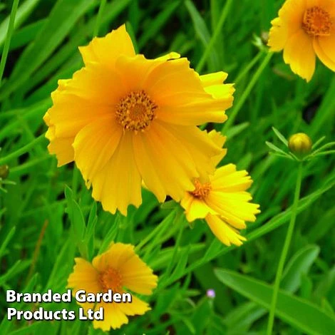 Coreopsis Grandiflora Mayfield Giant 1 Coreopsis Grandiflora Mayfield Giant