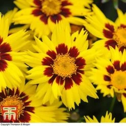 Coreopsis 'Sunkiss' -Flourish Flora CORE T72100 C