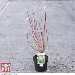 Cornus Alba 'Elegantissima' -Flourish Flora CORN 58230 A