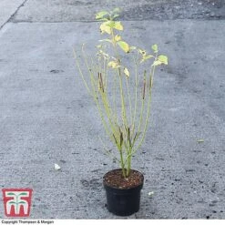 Cornus Sericea 'Bud's Yellow' -Flourish Flora CORN 66174 A