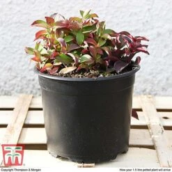 Cornus Canadensis -Flourish Flora CORN T57945 e1