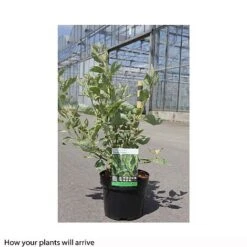 Cornus Alba 'Cream Cracker' -Flourish Flora CORN T66164 B h