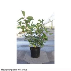 Cornus Alba 'Siberian Pearls' -Flourish Flora CORN T66168 B h