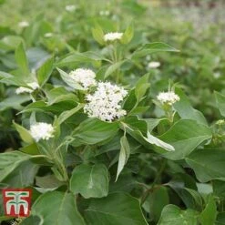 Cornus Sericea 'Bud's Yellow' -Flourish Flora CORN T66174 A
