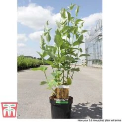 Cornus Sericea 'Bud's Yellow' -Flourish Flora CORN T66174 D