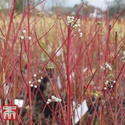 Cornus Sericea 'Cardinal' -Flourish Flora CORN T66175 B