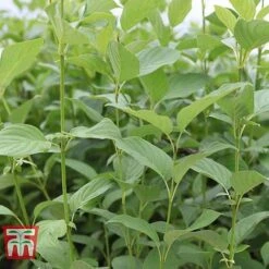 Cornus Sericea 'Cardinal' -Flourish Flora CORN T66175 D