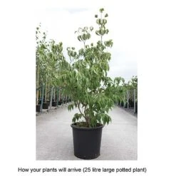 Cornus Kousa Var. Chinensis 'China Girl' -Flourish Flora CORN T68310 B h