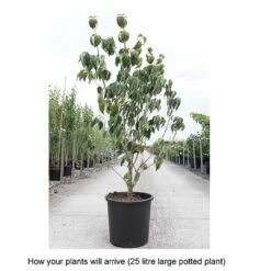 Cornus Kousa 'Teutonia' -Flourish Flora CORN T68314 B h