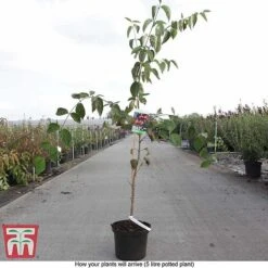 Cornus Mas 'Schönbrunner Gourmet Dirndl' -Flourish Flora CORN T68324 B1