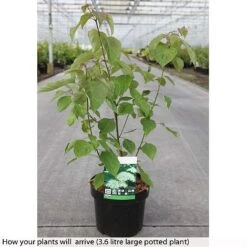 Cornus Alternifolia -Flourish Flora CORN T73856 B h