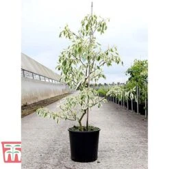 Cornus Controversa 'Variegata' -Flourish Flora CORN TKA3090 A