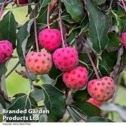 Cornus Kousa Var. Chinensis -Flourish Flora CORN CHINENSIS R48205