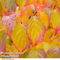 Cornus Kousa Var. Chinensis -Flourish Flora CORN CHINENSIS R48206