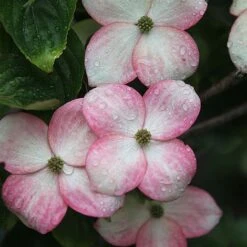 Cornus Kousa 'Satomi' -Flourish Flora CORN SATOMI S45364 NOW