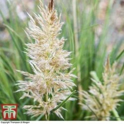 Cortaderia Selloana 'Minipampas' -Flourish Flora CORT 3096 A1