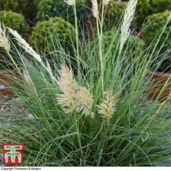 Cortaderia Selloana 'Minipampas' -Flourish Flora CORT 3096 A3