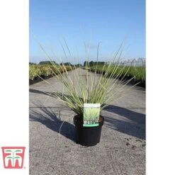 Cortaderia Selloana 'Gold Minipampas' -Flourish Flora CORT TKA3092 A