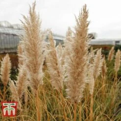 Cortaderia Selloana 'Minipampas'