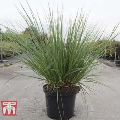 Cortaderia Selloana 'Minipampas' -Flourish Flora CORT TKA3096 C