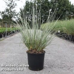 Cortaderia Selloana 'Minipampas Silver' -Flourish Flora CORT MINIPAMPA S45399